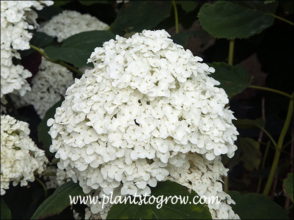 Very large, white globular inflorescence.